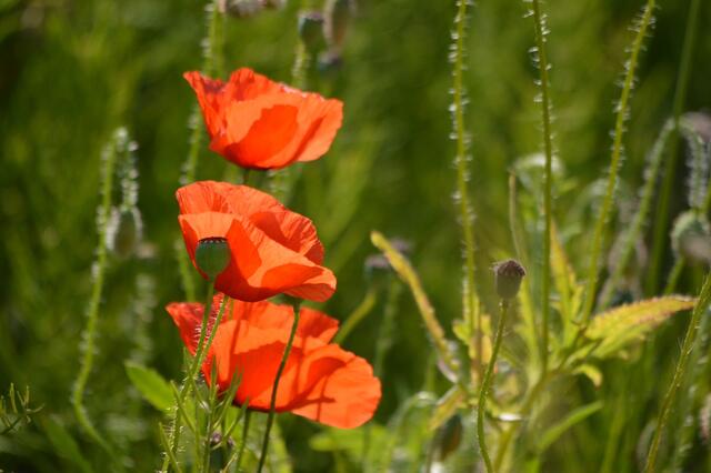 Klatschmohn am Wegesrand