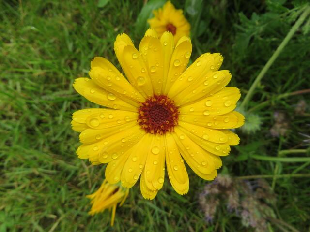 Juli: "Geduschte" Ringelblume