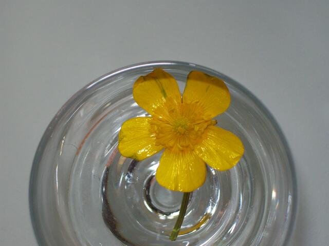 Mai: Butterblume im Glas