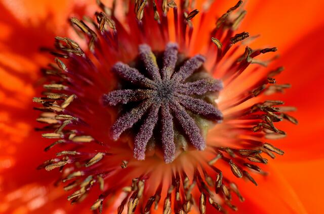 Mohn