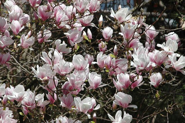Magnolienblühten