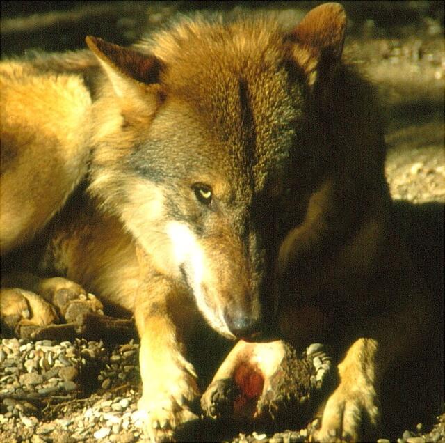 Timberwolf im Wisentgehege Springe
