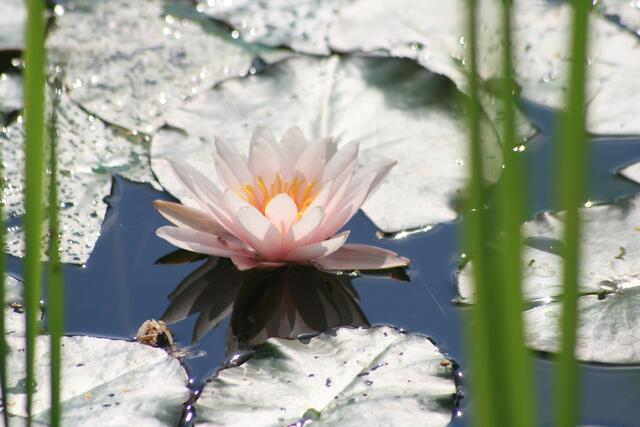 Eingerahmte Seerose