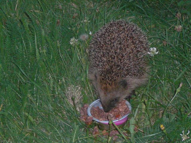 Regelmäßiger Besuch jeden Abend um 21:30 Uhr