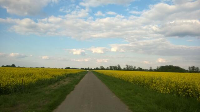 Zwischen den Rapsfeldern in Heeßel