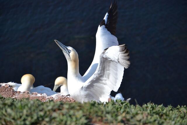 Der Dirigent (Fotografiert auf Helgoland)
