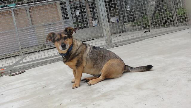 Waldi