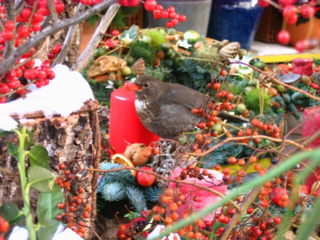 Amsel im Schlaraffenland auf dem Augsburger Stadtmarkt
