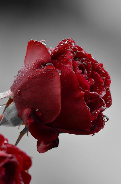 Rose nach Regen