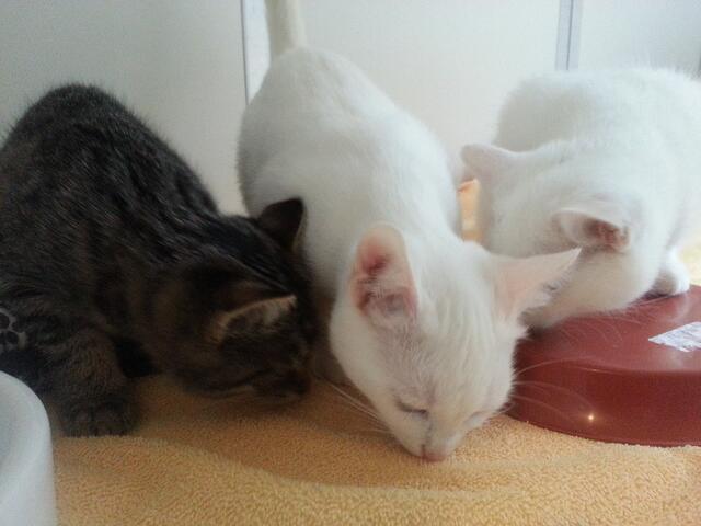 Emilia, Elisa und Elina