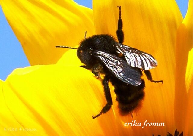 Hummel auf eine Blüte