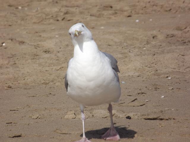 Der Möwengang