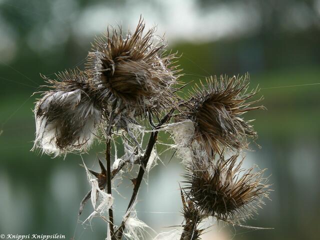 Herbststimmung