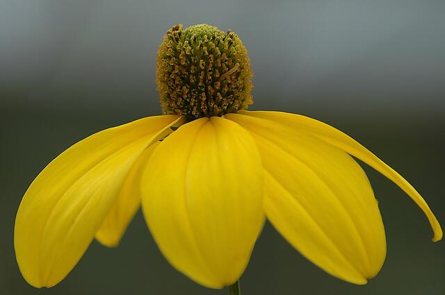 Macro
