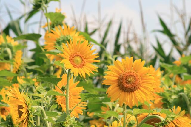 Sonnenblumen