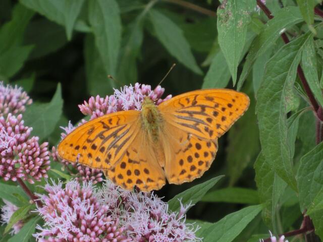 Schmetterling im August
