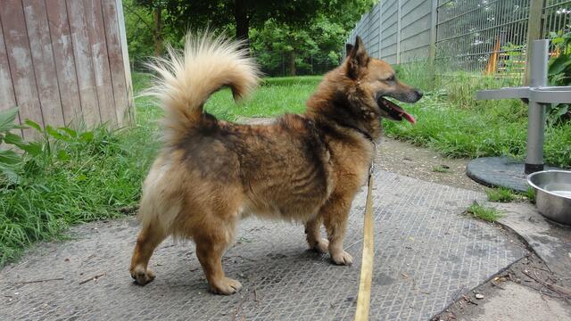 Barkus