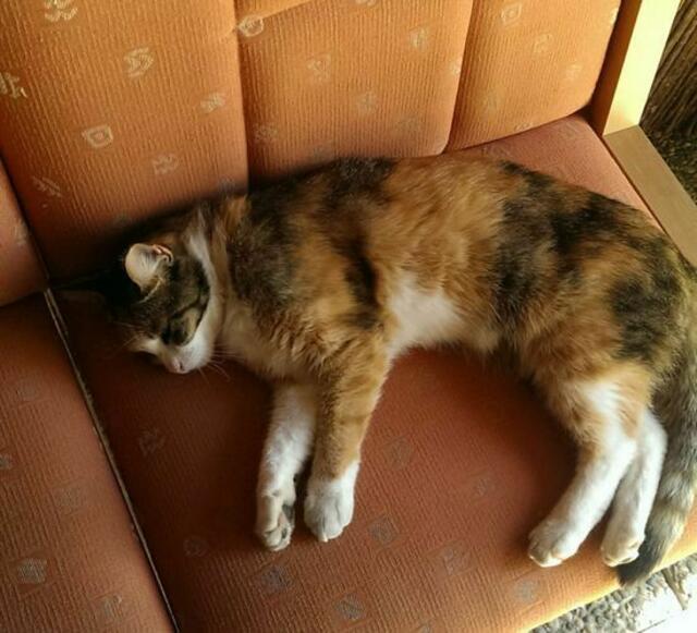 Katze - vermißt
