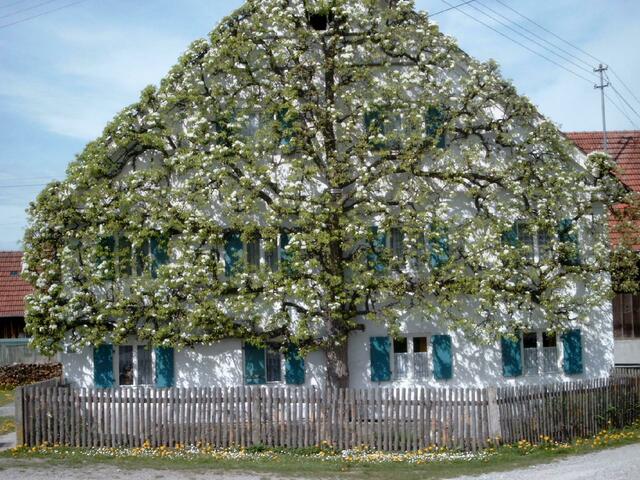 Hausbaum im Frühling in Hiltenfingen