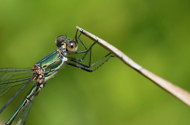 Libelle