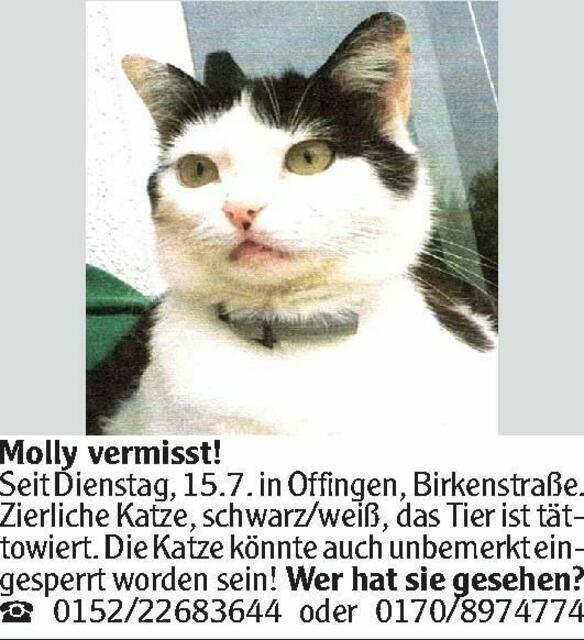 Molly - vermißt