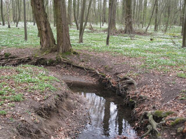 April in der Seelhorst