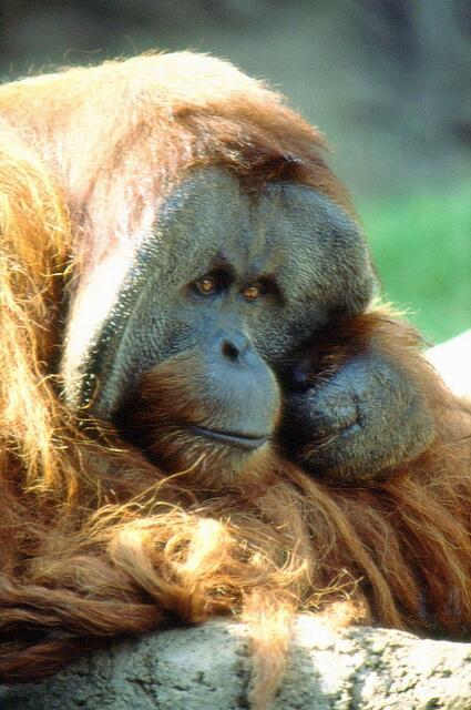 Orang Utan im Zoo von San Diego