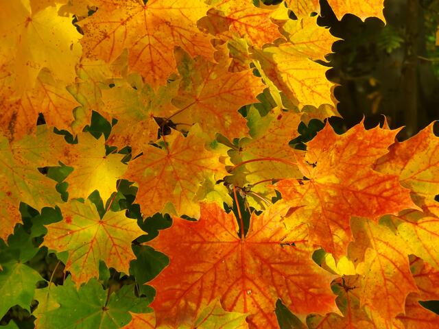 Goldener Oktober