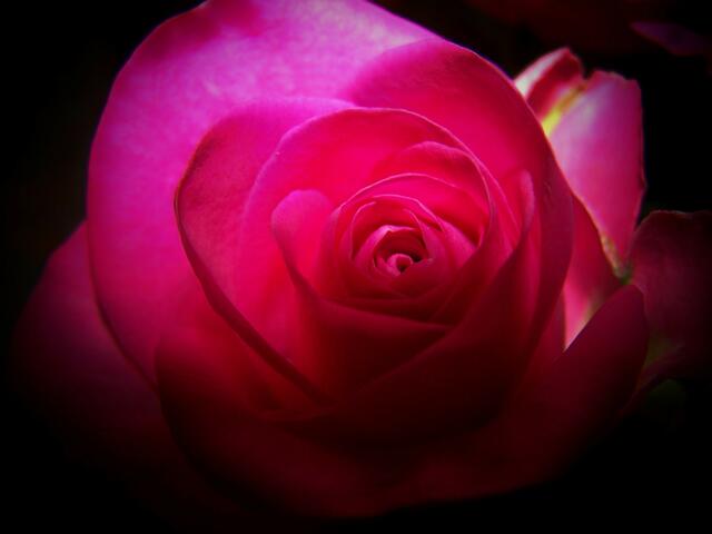 Selbst die schönste Rose hat Dornen