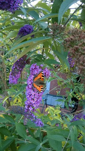 Hübscher Besuch in unserem Garten
