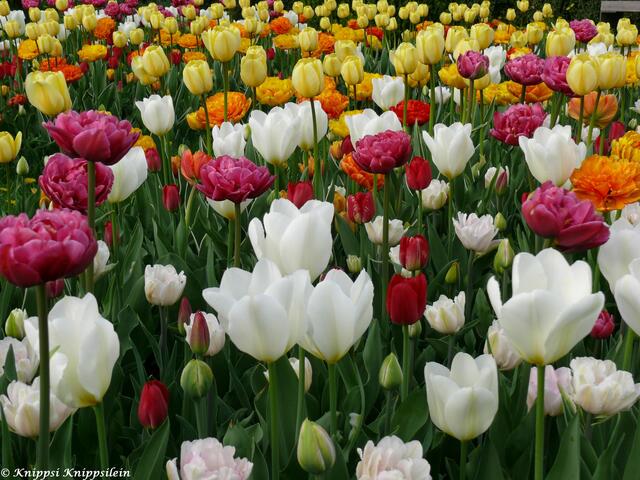 Tulpenmeer