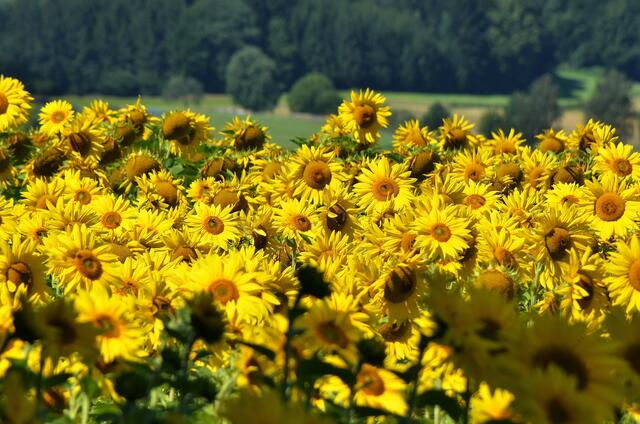 Sonnenblumenfeld