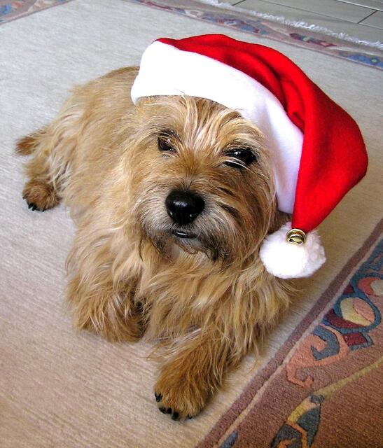 Leo als Weihnachtsmann
