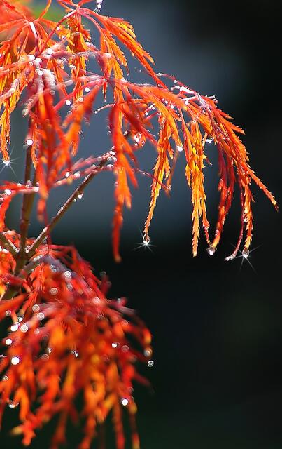 Herbstzauber