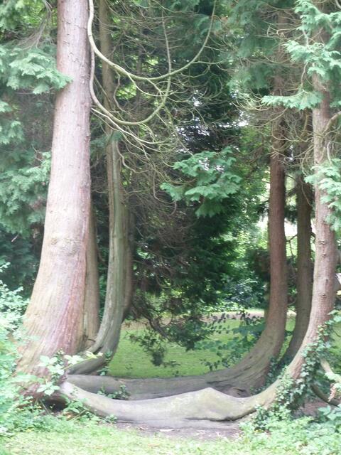 Baum in Soest