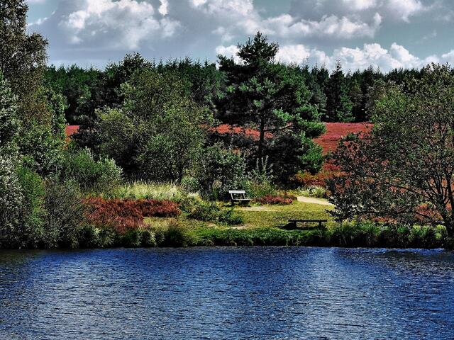 Angelbeck's Teich, Südheide