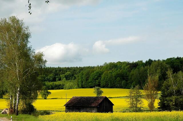Raps bei Welden