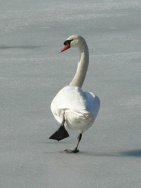 Schwan und Eis