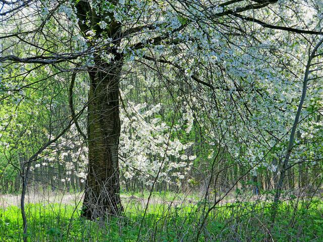 Frühling im Bockmerholz
