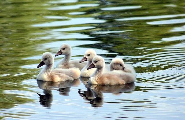 Nachwuchs am Heidesee )))