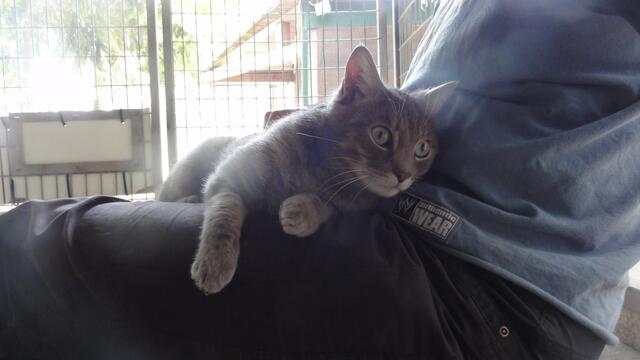 Findus