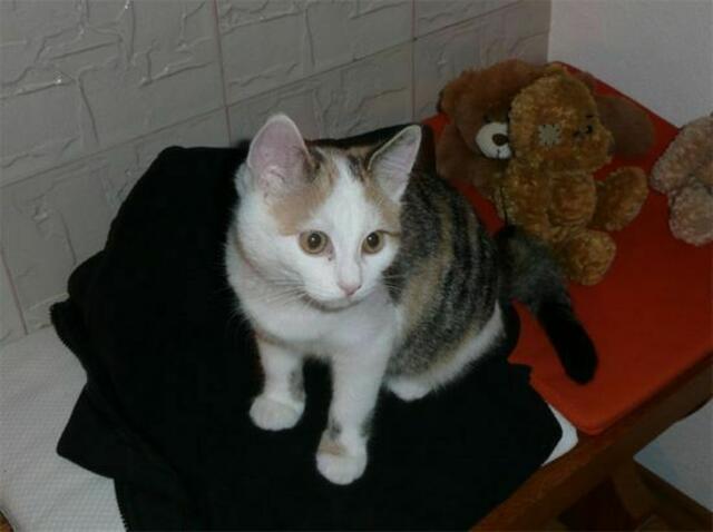 Jacky - vermißt