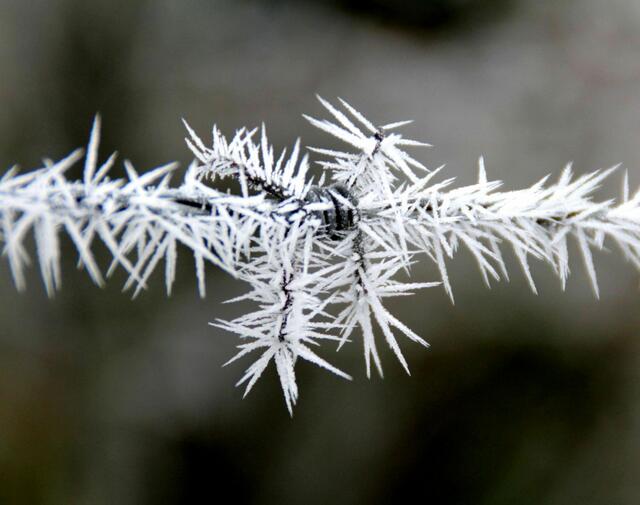 Stacheldraht mal anders