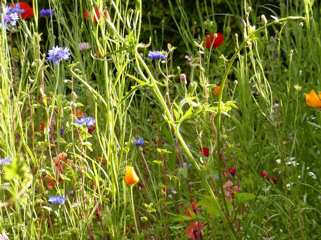 Blumenwiese statt Rasen