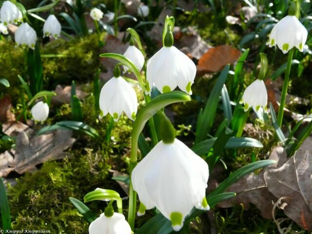 Sie läuten den Frühling ein...