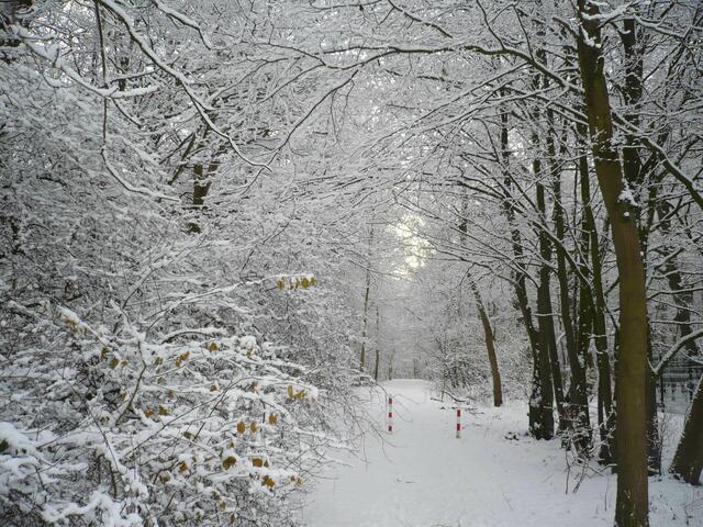 Winterwald