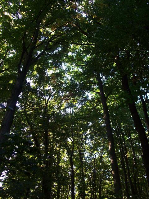 September: Wald-"Kathedrale"