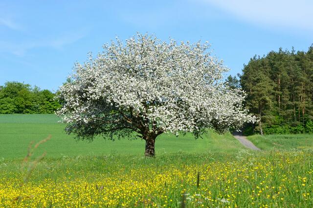 Frühlingserwachen
