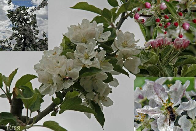 Baumblüte bei Meran