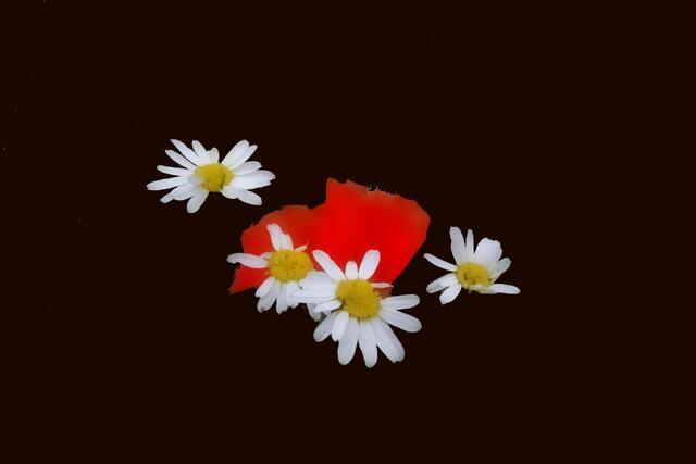 Kamille und Mohn